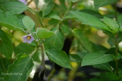 Solanum melongena var. melongena
